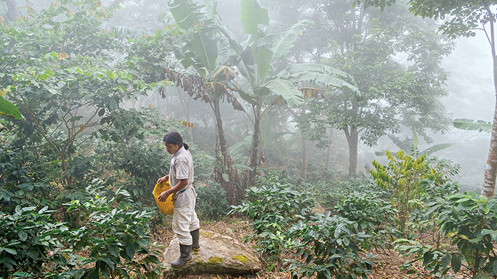 세계 미식탐험: 커피 머그에 콜롬비아 담기