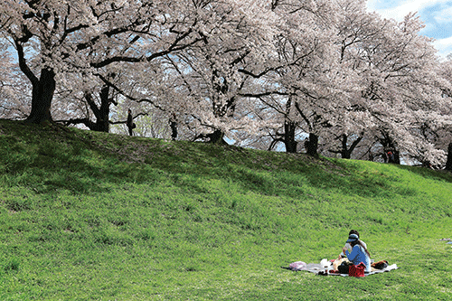 [교토 재발견] 교토의 벚꽃(京都の桜)